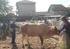 Dintapan Rembang: Sediakan 250 Dosis Vaksin Atasi PMK