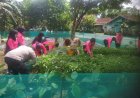 Polsek Kejobong Bersama Bhayangkari Bagikan Sayuran Hasil Panen Untuk Warga