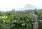 Produksi Berkurang, Harga Cabai Semakin Pedas