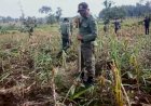 Perhutani Blora  Libas 40 Hektar Tanaman Tebu Milik Warga