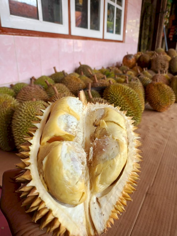 Durian Markonah Dari Desa Gantungan, Kecamatan Jatinegara, Kabupaten Tegal Yang Akan Diikutsertakan Dalam Festival Durian. Istimewa