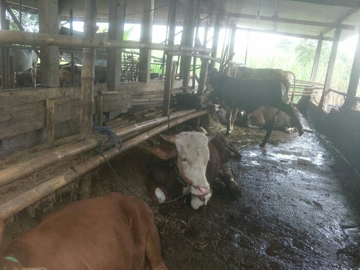 Peternak jaga kebersihan kandang Sapi dan rutin semprot desinfektan. Dian Tanti/RMOLJateng