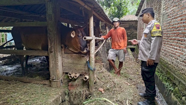 Polsek Kemangkon Melibatkan Seluruh Bhabinkamtibmas Untuk Melakukan Pengecekan Dan Pemantauan Hewan Ternak Warga. Istimewa
