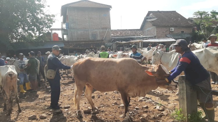 Dintanpan Rembang Melakukan Pengecekan Sapi Di Pasar Hewan Pamotan Belum Lama Ini. Yon Daryono/RMOLJawaTengah