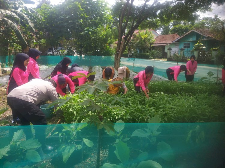 Polsek Kejobong Bersama Bhayangkari Memanen Sayuran Untuk Kemudian Dibagikan Kepada Warga Desa Pangempon. Istimewa
