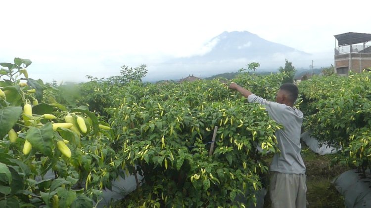 Harga Cabai Rawit Merah Pada Tingkat Petani Di Kabupaten Temanggung, Jawa Tengah Kembali Merangkak Naik Hingga Tembus Rp80.000 Per Kilogram. Istimewa
