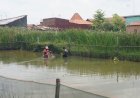 Ikan Nila, Primadona Baru Kota Pekalongan