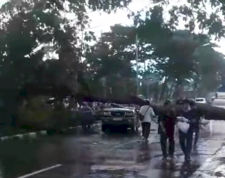 Insiden mobil tertimpa pohon tumbang di depan LP Kedungpane, Minggu (2/2) pagi saat terjadi hujan angin membuat beberapa penumpang mengalami luka-luka dan dibantu warga sekitar untuk diselamatkan. Dicky Aditya/RMOLJateng
