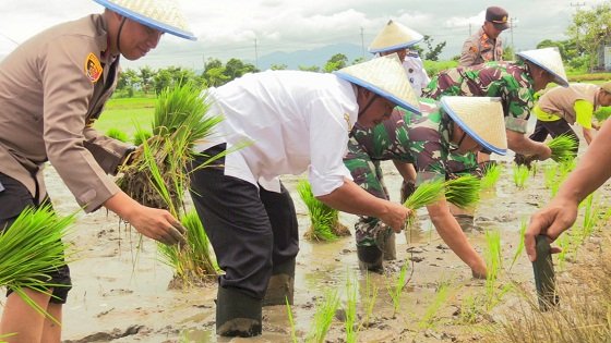 Bupati Rembang H Abdul Hafidz (baju putih) saat acara menanam padi bersama Forkompimda Rembang belum lama. Yon Daryono/RMOLJateng