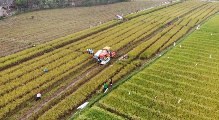 Salah satu contoh program ketahanan pangan yang bisa dilakukan oleh desa dengan Dana Desa. Yon Daryono/RMOLJateng