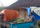 Masuki Ramadan Harga Pisang di Grobogan Anjlok 50 Persen
