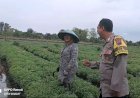 Dorong Kemandirian Pangan, Bhabinkamtibmas Sumurpanggang Lakukan Pendampingan Petani Kemangi