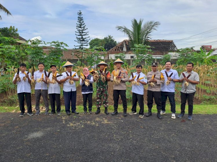 Hasil Panen Jagung Tahap Pertama Tahun 2025, Di Samping Polsek Purwareja Klampok Eks Lahan Parkir. Istimewa 