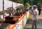 Kontes Bonsai Perebutkan Piala Bupati Grobogan Hadirkan Juri Nasional