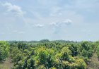 Dari Demak: 350 Pohon Alpukat Aligator Siap Gebrak Pasar Nasional!