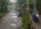 Rusak Parah, Warga Protes Dengan Tanami Jalan Dengan Pohon Pisang