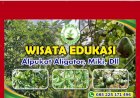 Bukan Sekadar Petik Buah, Agrowisata Alpukat Aligator Juga Surga Edukasi Anak-Anak di Demak