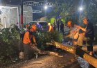 Jepara Dihantui Ancaman Pohon Tumbang