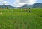 Diserang Tikus, Petani Banjarnegara Minta Pemerintah Turun Tangan