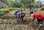 Sukses Panen Sawi, WBP Lapas Batang Kembali Tanam Bibit