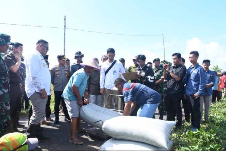 Wakil Bupati Purbalingga, Dimas Prasetyahani (Kiri) Saat Menyaksikan Proses Penimbangan Gabah Hasil Panen Raya Gambarsari, Senin (07/06). Dokumentasi Humas Pemkab Purbalingga 
