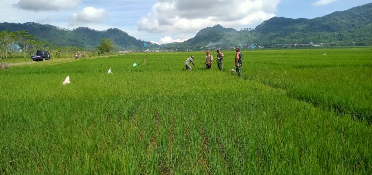 Sejumlah anggota TNI Koramil Kalibening bersama petani saat melakukan pengecekan pada sawah yang diserang hama tikus, Minggu (27/4). Gatot HC/RMOLJateng