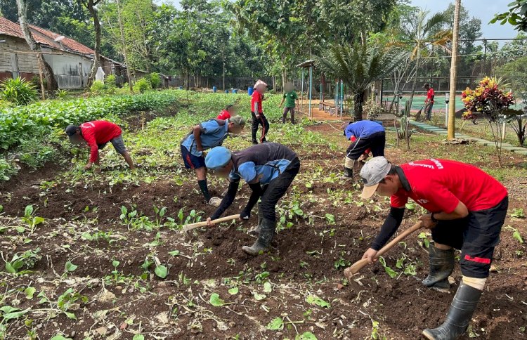 Sukses Panen Sawi, WBP Lapas Batang Kembali Tanam Bibit. Diskominfo Batang