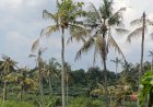 Ribuan Pohon Kelapa di Rembang Mati Diserang Hama Kwangwung