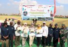 Revitalisasi Lahan Eks Rob, Kota Pekalongan Panen Perdana Padi Biosalin di Klidungan Degayu