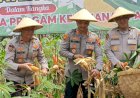 Sukses Panen Jagung, Polres Batang Segera Salurkan ke Bulog