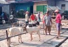 Sepi Jelang Iduladha, Pedagang Hewan Pasar Kalah Saing...
