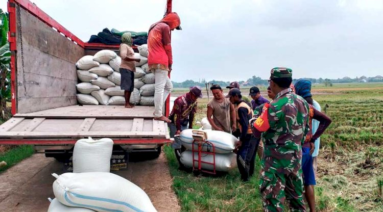 Tim Bulog Di Pati Yang Tengah Melakukan Pembelian Gabah Petani. Yon Daryono/RMOLJawaTengah