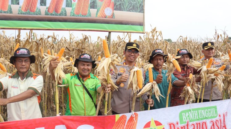 Panen raya jagung di Desa Brekat, Kecamatan Tarub, pada Selasa (6/5). Istimewa 