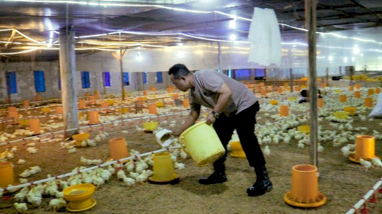 AKP Totok Purwantoro anggota Polres Pemalang sedang memberi pakan ayam ditempat usaha yang menjadi dambaanya setelah masa pensiun tiba. dok Humas Polres Pemalang
